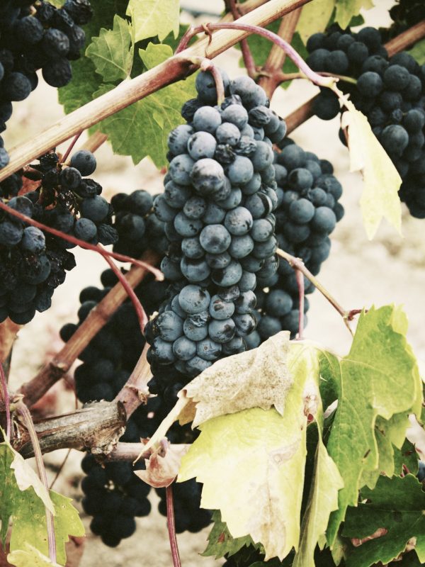 berries